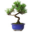 Pinus thunbergii Kotobuki, 19,5 cm, ± 10 anni