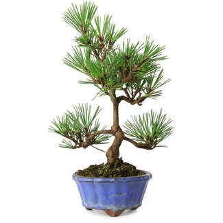 Pinus thunbergii Kotobuki, 22 cm, ± 10 jaar oud
