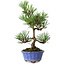 Pinus thunbergii Kotobuki, 22 cm, ± 10 ans, dans un pot avec une fissure