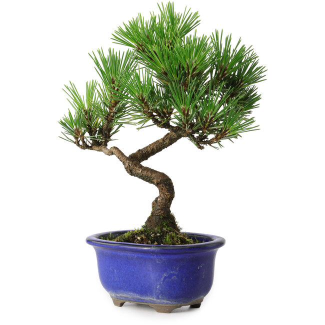 Pinus thunbergii Kotobuki, 19,5 cm, ± 10 ans