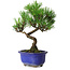 Pinus thunbergii Kotobuki, 19,5 cm, ± 10 years old