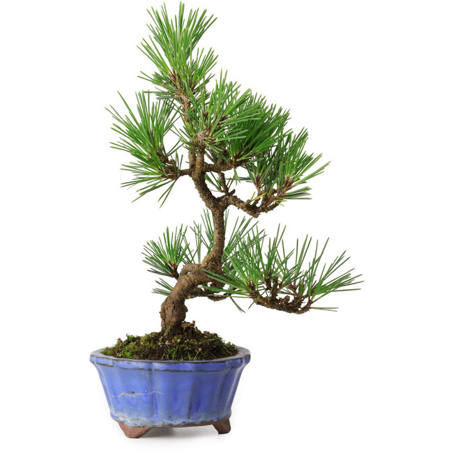 Pinus thunbergii Kotobuki, 22 cm, ± 10 jaar oud, in een pot met een barst