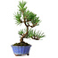 Pinus thunbergii Kotobuki, 22 cm, ± 10 ans, dans un pot avec une fissure