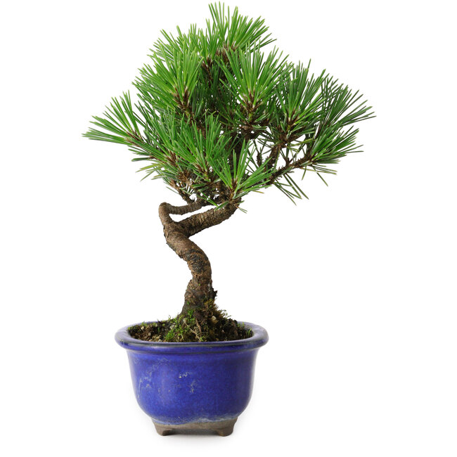 Pinus thunbergii Kotobuki, 19,5 cm, ± 10 Jahre alt