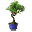 Pinus thunbergii Kotobuki, 19,5 cm, ± 10 años