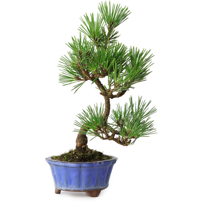 Pinus thunbergii Kotobuki, 22 cm, ± 10 Jahre alt, in einem Topf mit einem Riss