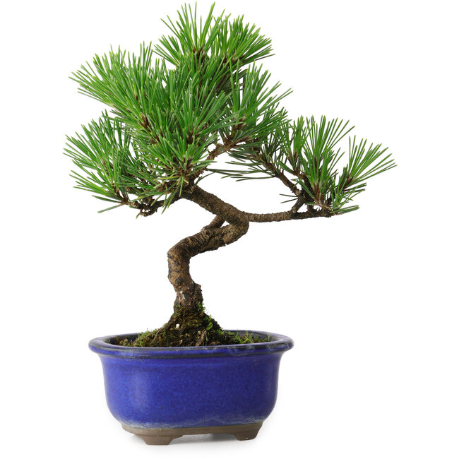 Pinus thunbergii Kotobuki, 19,5 cm, ± 10 ans