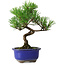 Pinus thunbergii Kotobuki, 19,5 cm, ± 10 years old
