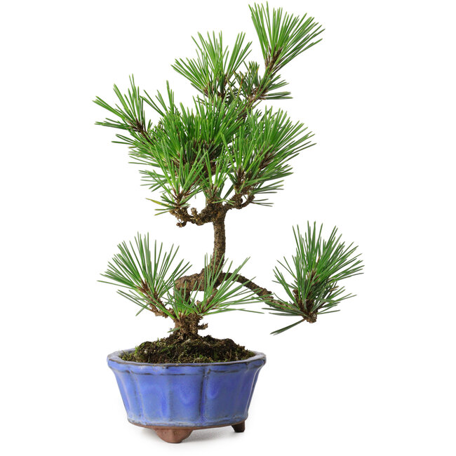 Pinus thunbergii Kotobuki, 22 cm, ± 10 Jahre alt, in einem Topf mit einem Riss
