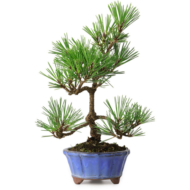 Pinus thunbergii Kotobuki, 22 cm, ± 10 Jahre alt, in einem Topf mit einem Riss