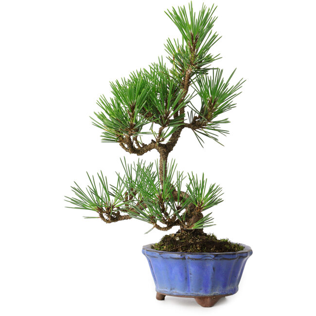 Pinus thunbergii Kotobuki, 22 cm, ± 10 years old, in a pot with a crack