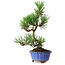 Pinus thunbergii Kotobuki, 22 cm, ± 10 years old, in a pot with a crack