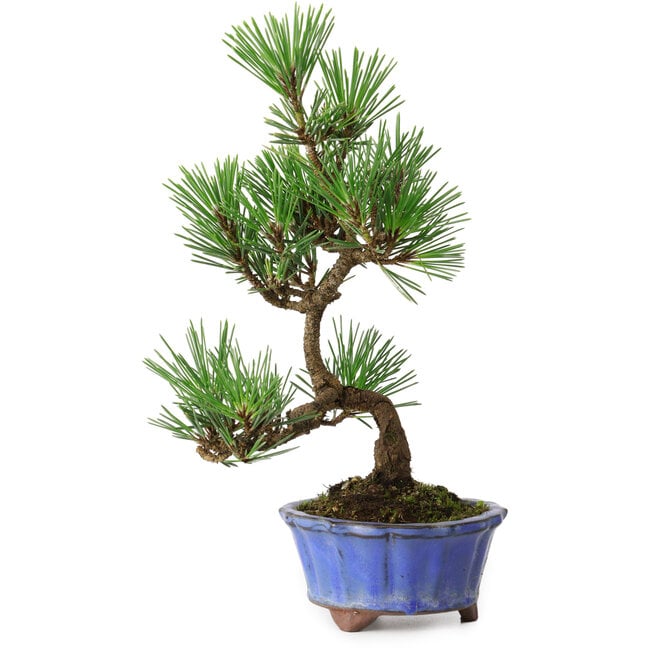 Pinus thunbergii Kotobuki, 22 cm, ± 10 Jahre alt, in einem Topf mit einem Riss
