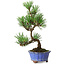 Pinus thunbergii Kotobuki, 22 cm, ± 10 Jahre alt, in einem Topf mit einem Riss