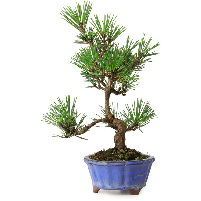 Pinus thunbergii Kotobuki, 22 cm, ± 10 jaar oud, in een pot met een barst