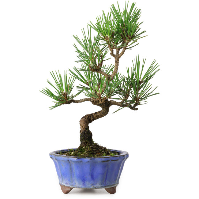 Pinus thunbergii Kotobuki, 19 cm, ± 10 Jahre alt