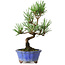 Pinus thunbergii Kotobuki, 19 cm, ± 10 Jahre alt