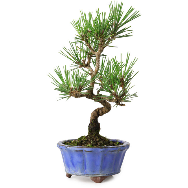 Pinus thunbergii Kotobuki, 19 cm, ± 10 jaar oud