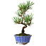 Pinus thunbergii Kotobuki, 19 cm, ± 10 jaar oud