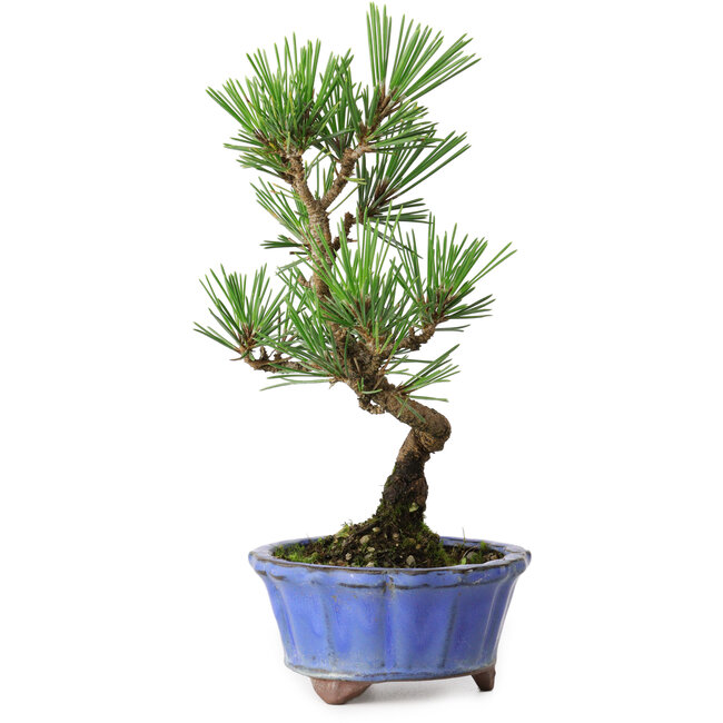 Pinus thunbergii Kotobuki, 19 cm, ± 10 anni