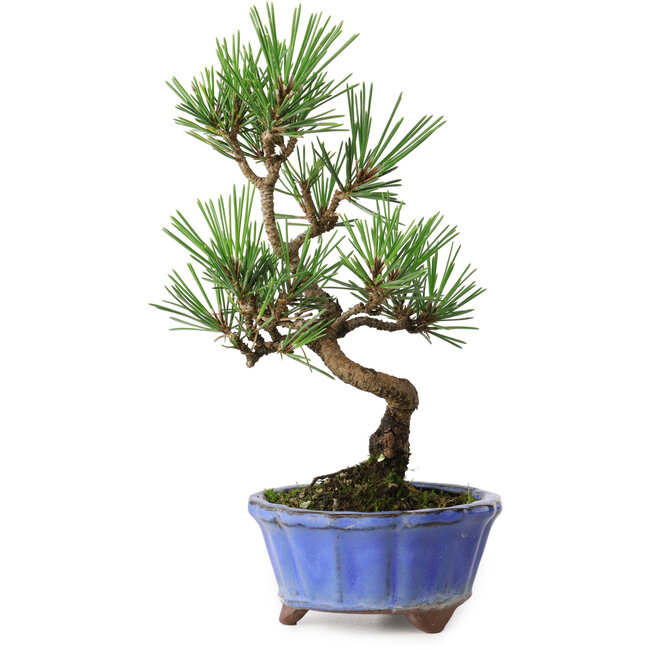 Pinus thunbergii Kotobuki, 19 cm, ± 10 jaar oud