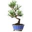 Pinus thunbergii Kotobuki, 19 cm, ± 10 anni