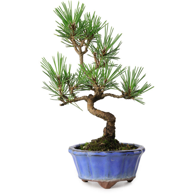 Pinus thunbergii Kotobuki, 19 cm, ± 10 anni