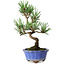 Pinus thunbergii Kotobuki, 19 cm, ± 10 ans