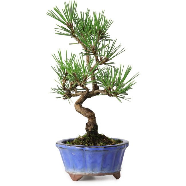 Pinus thunbergii Kotobuki, 19 cm, ± 10 jaar oud