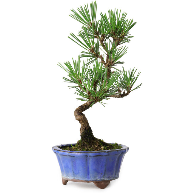 Pinus thunbergii Kotobuki, 19 cm, ± 10 years old