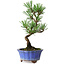 Pinus thunbergii Kotobuki, 19 cm, ± 10 ans