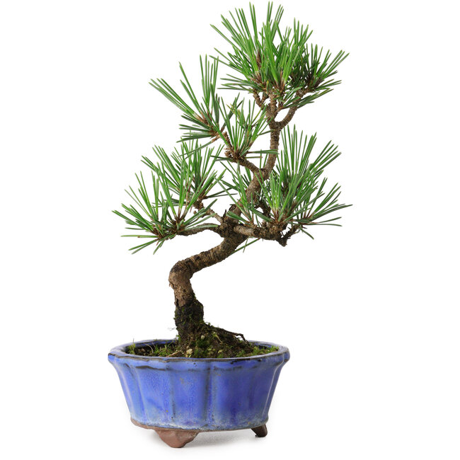 Pinus thunbergii Kotobuki, 19 cm, ± 10 jaar oud