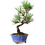 Pinus thunbergii Kotobuki, 19 cm, ± 10 jaar oud