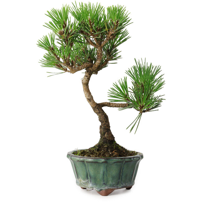 Pinus thunbergii Kotobuki, 20,5 cm, ± 10 years old