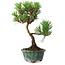 Pinus thunbergii Kotobuki, 20,5 cm, ± 10 years old