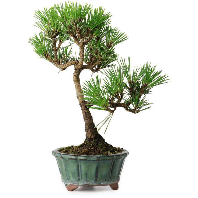 Pinus thunbergii Kotobuki, 20,5 cm, ± 10 years old