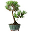 Pinus thunbergii Kotobuki, 20,5 cm, ± 10 años