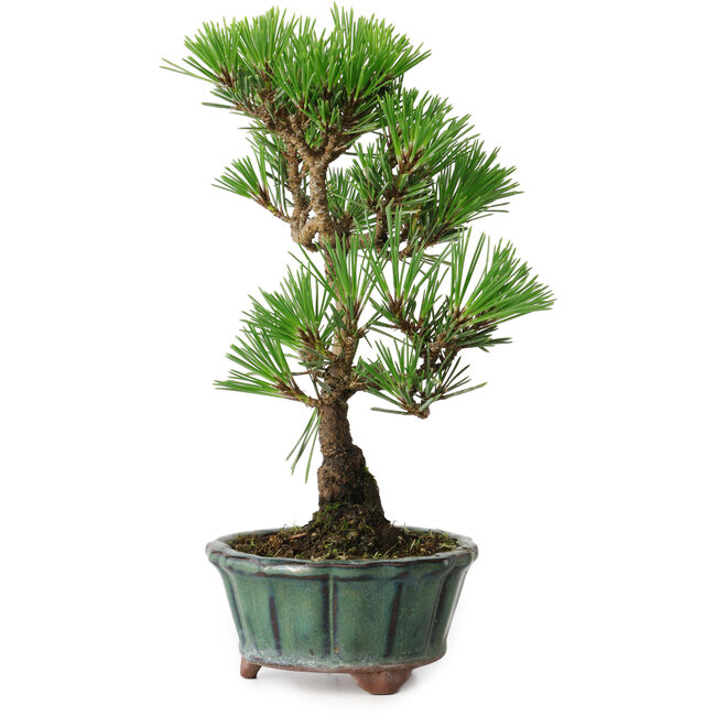 Pinus thunbergii Kotobuki, 20,5 cm, ± 10 jaar oud