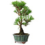 Pinus thunbergii Kotobuki, 20,5 cm, ± 10 años