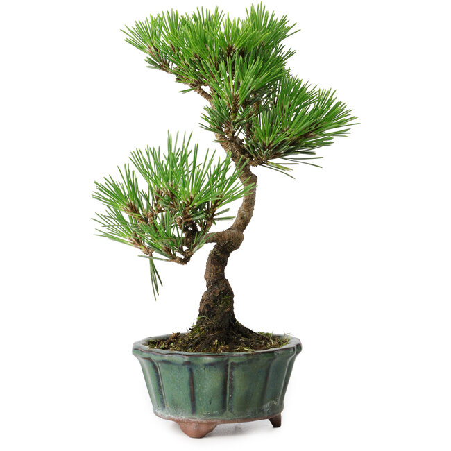 Pinus thunbergii Kotobuki, 20,5 cm, ± 10 Jahre alt