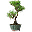 Pinus thunbergii Kotobuki, 20,5 cm, ± 10 ans