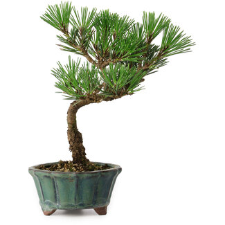Pinus thunbergii Kotobuki, 20 cm, ± 10 años