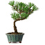 Pinus thunbergii Kotobuki, 20 cm, ± 10 Jahre alt