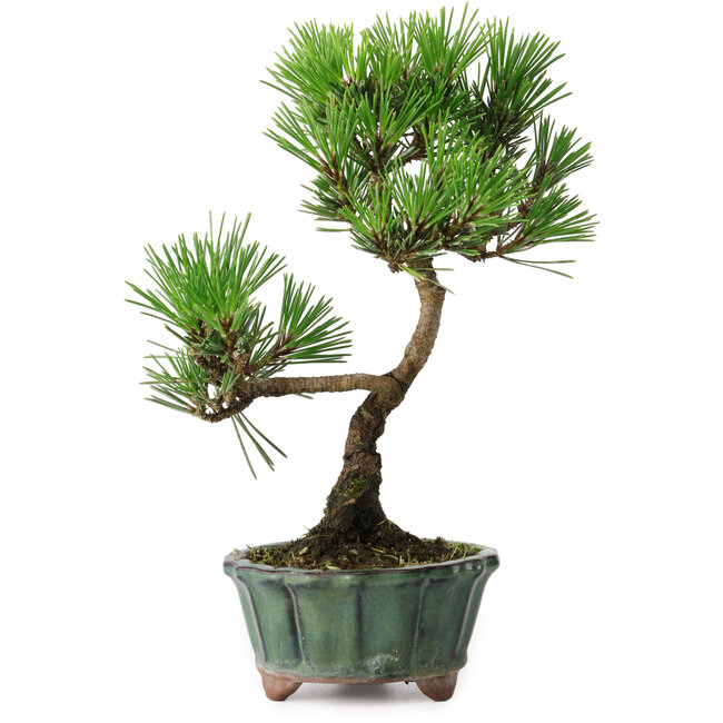 Pinus thunbergii Kotobuki, 20,5 cm, ± 10 anni