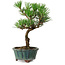 Pinus thunbergii Kotobuki, 20 cm, ± 10 ans