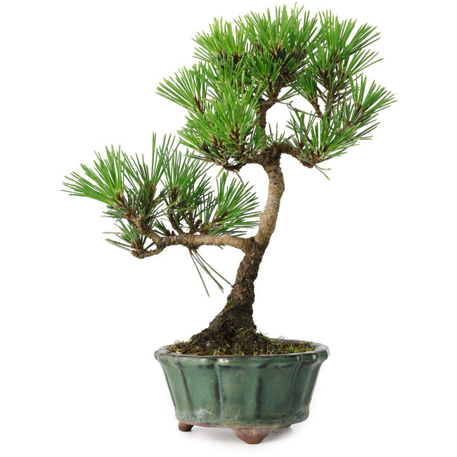Pinus thunbergii Kotobuki, 20,5 cm, ± 10 jaar oud