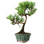 Pinus thunbergii Kotobuki, 20,5 cm, ± 10 anni