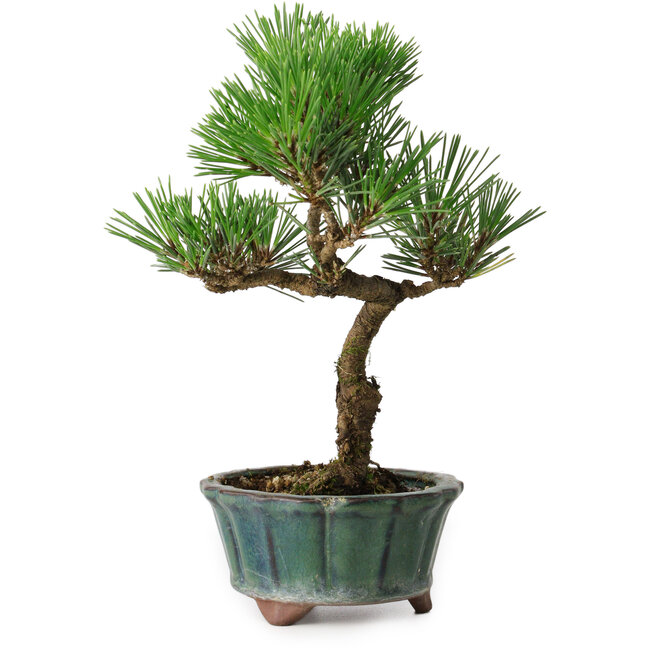 Pinus thunbergii Kotobuki, 20 cm, ± 10 años