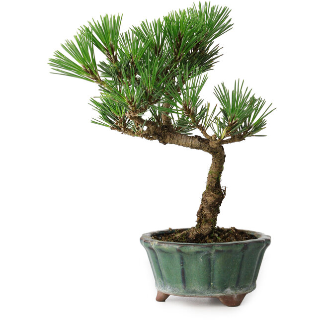 Pinus thunbergii Kotobuki, 20 cm, ± 10 anni