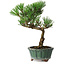 Pinus thunbergii Kotobuki, 20 cm, ± 10 ans